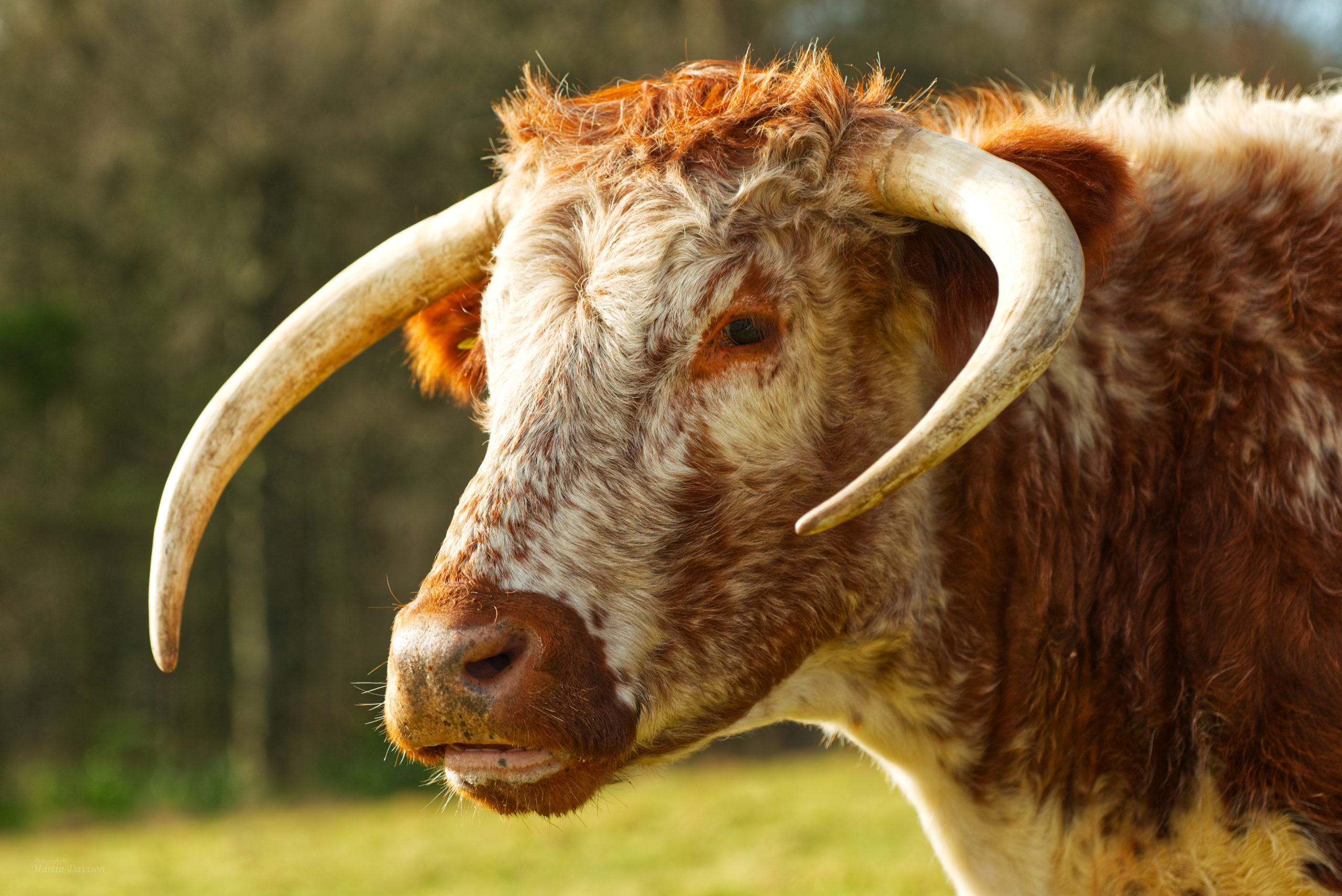 Animals
